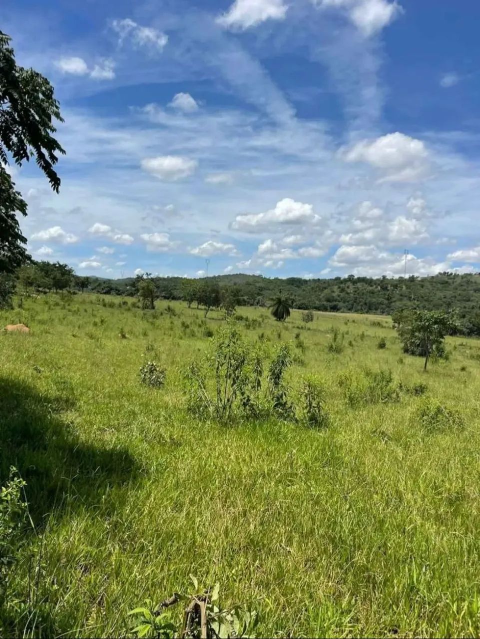 Vendo Chácara 5.000M2 - Foto 5
