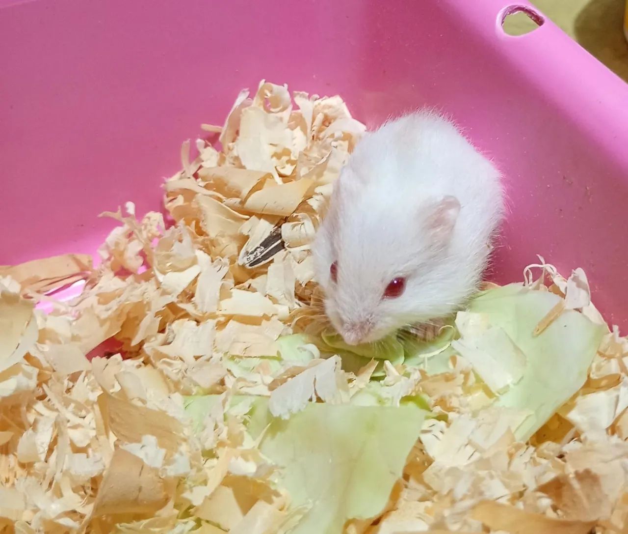 Filhotes de hamster anão russo - Foto 4