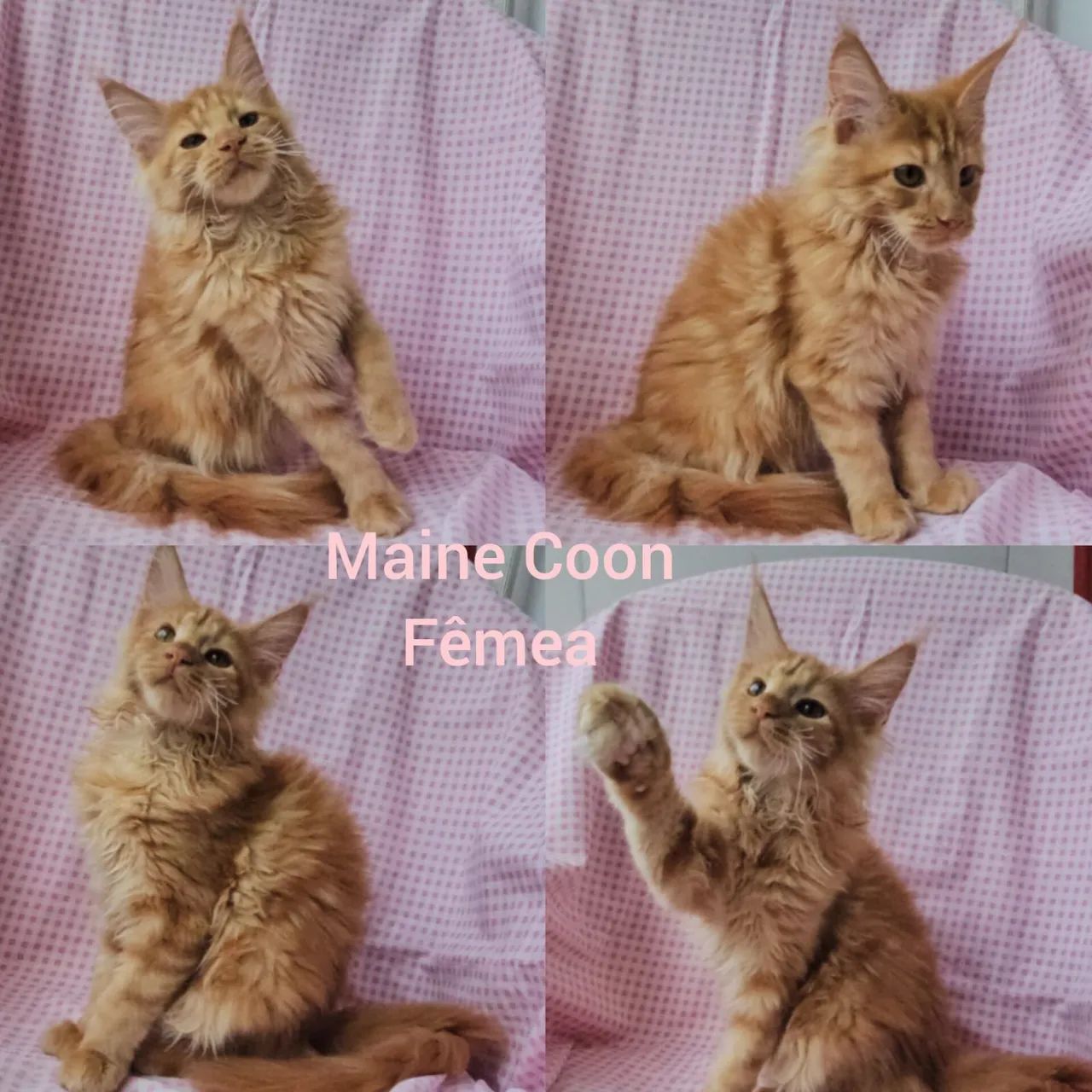 Maine Coon Filhotes - Gatil BSB Cat  - Foto 3