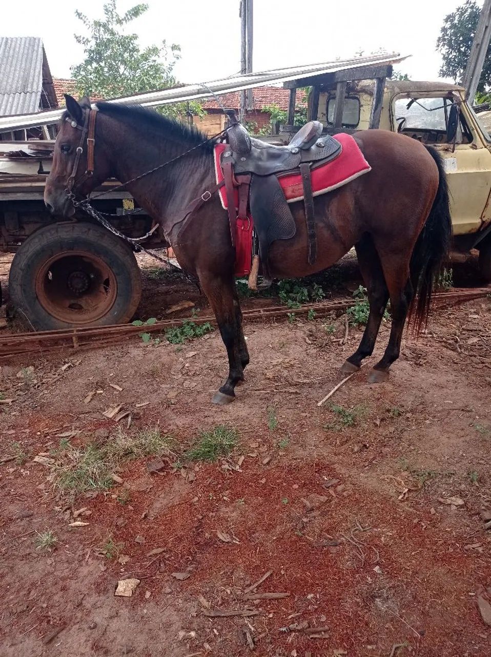 Cavalo QM  - Foto 4