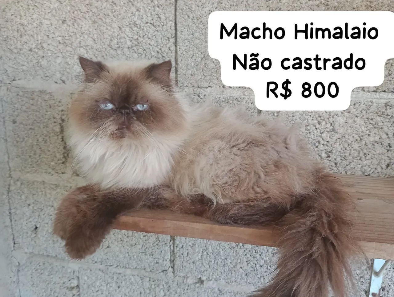 Persa Himalaio - Foto 2
