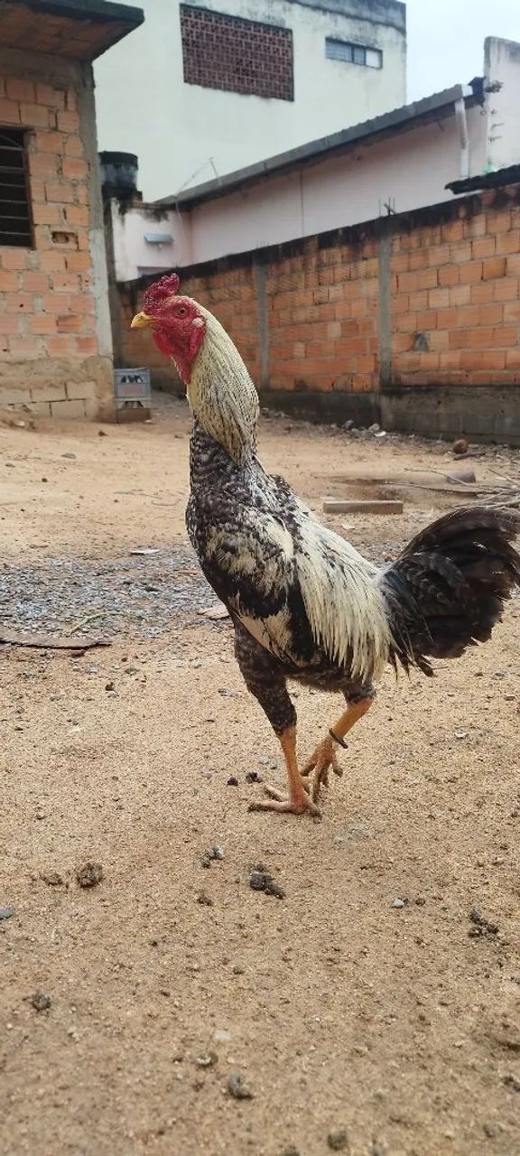 Frango caipira  - Foto 2