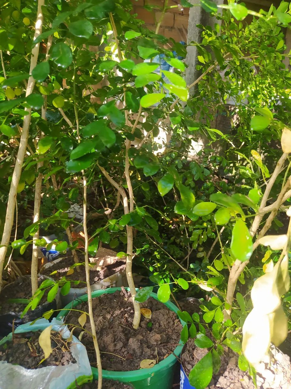 Kit mudas de Murta ( 60 mudas) - Foto 5