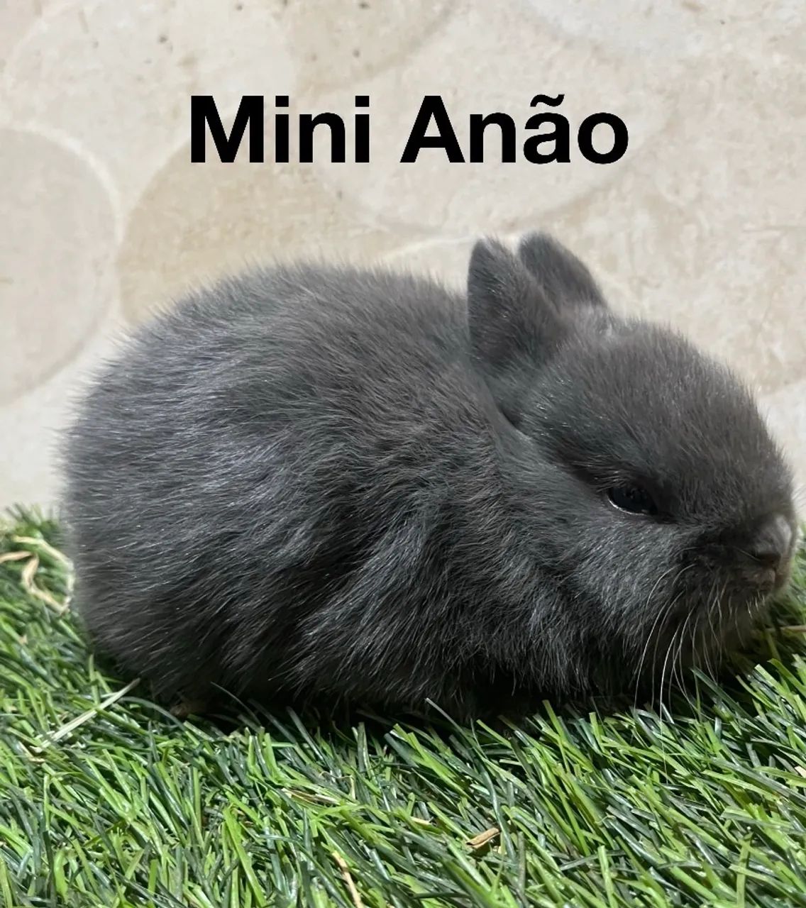 Mini Lion e mini anão  - Foto 4