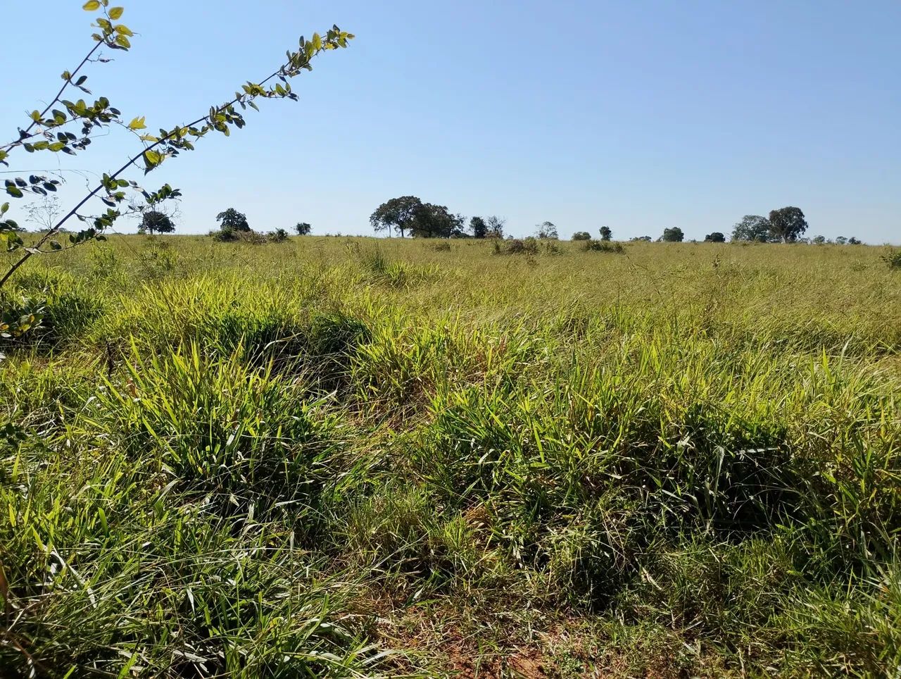 Arrendamento de Pasto a 70 km de Campo Grande  - Foto 3