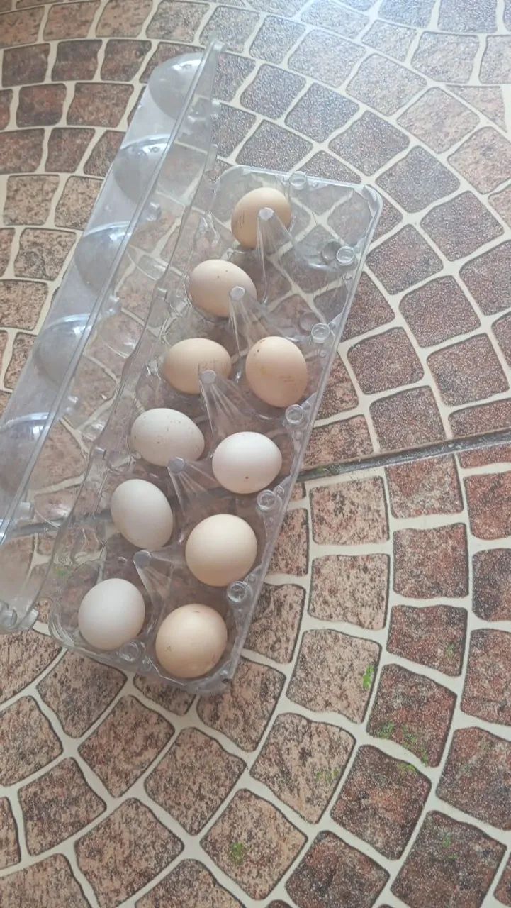 Ovos férteis de codornas  - Foto 3