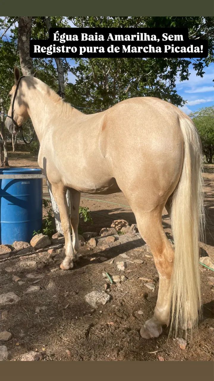 Égua Baia Amarilha de Marcha picada 
