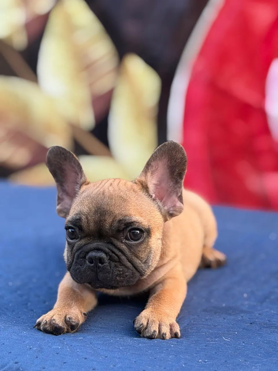 Buldogue francês Micro - Foto 4