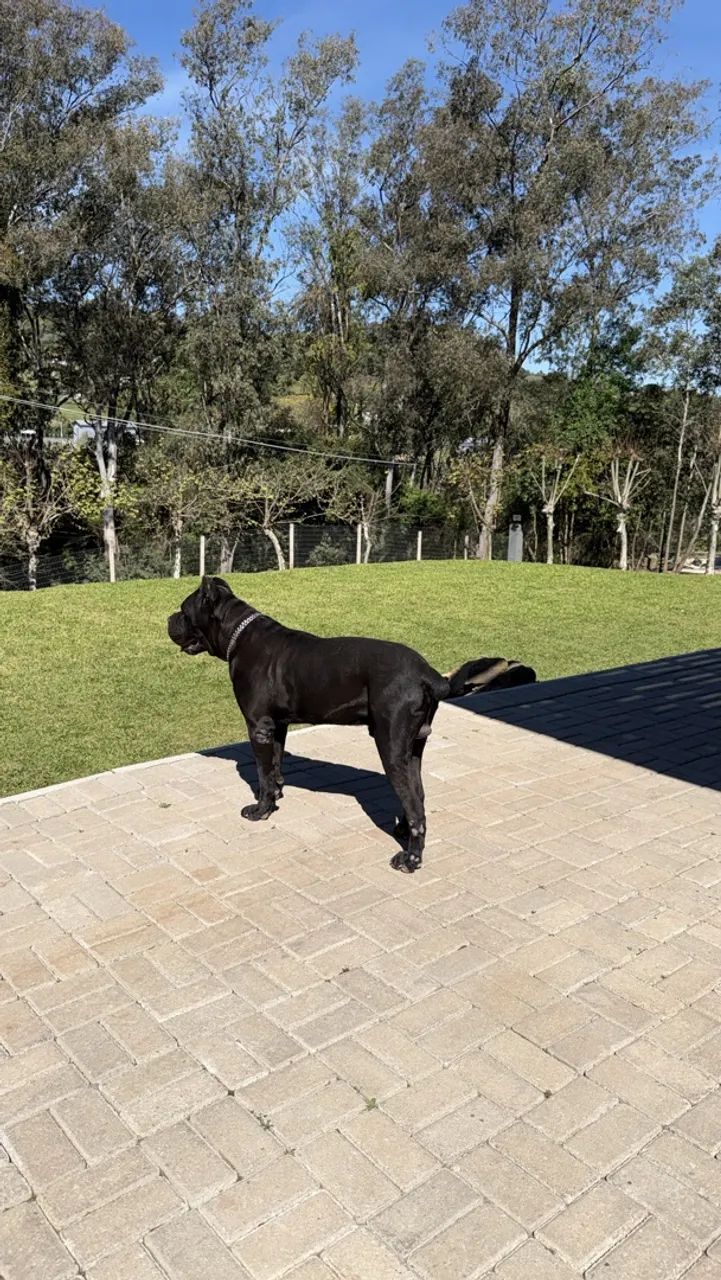 Filhotes Cane Corso Italiano  - Foto 5