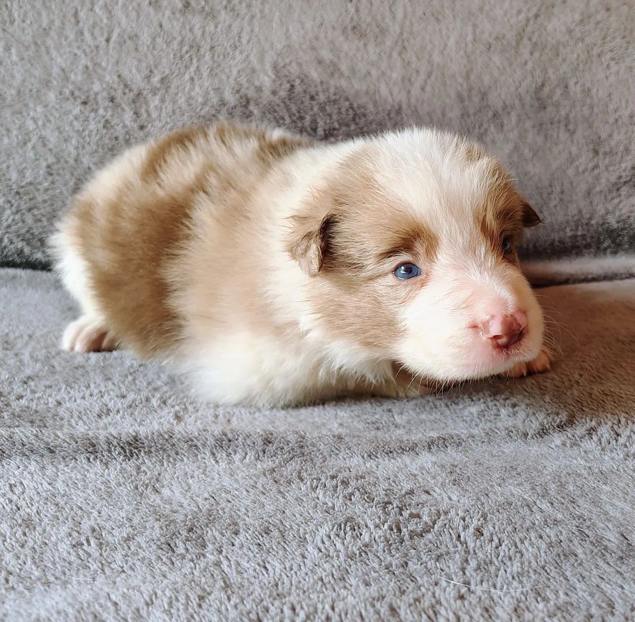 Filhote de Border Collie com Pedigree CBKC  - Foto 4