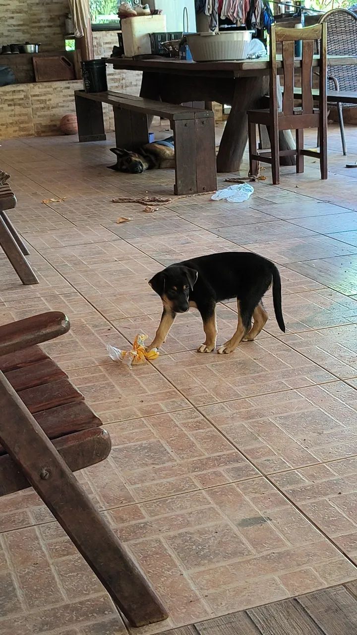 FILHOTE rottweiler fêmea e macho - Foto 5