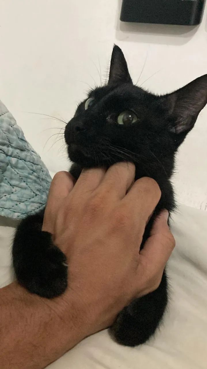 Gato Castrado + 10kg de ração premium + Caixa de areia