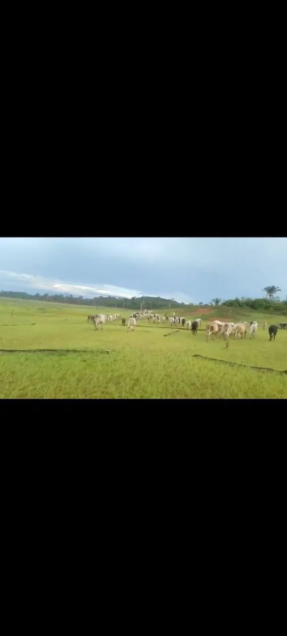 Vende-se ilha fazenda  - Foto 3