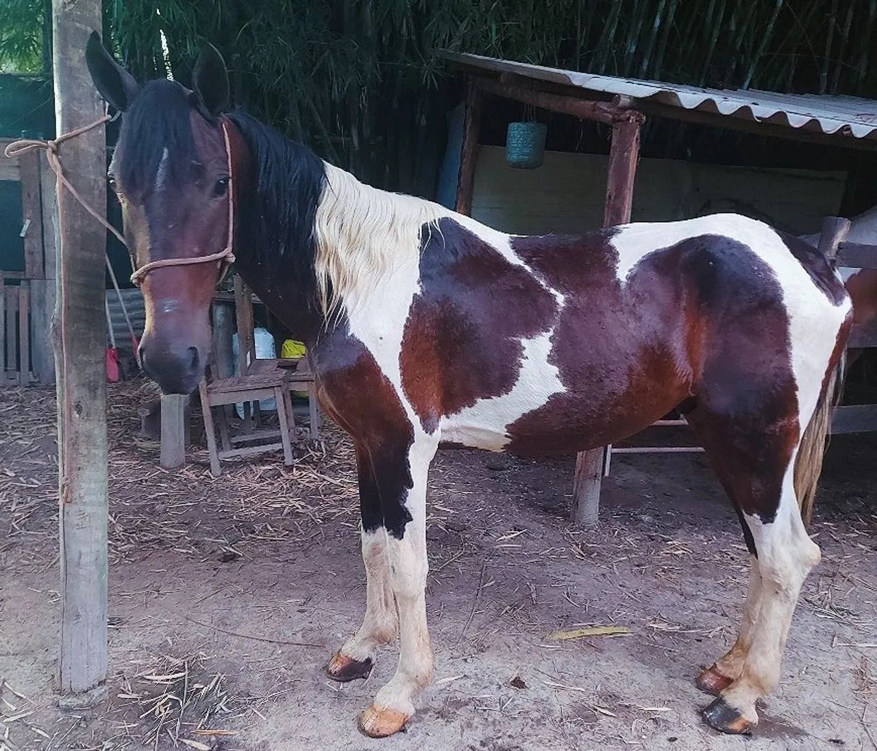 Cavalo pampa  - Foto 4