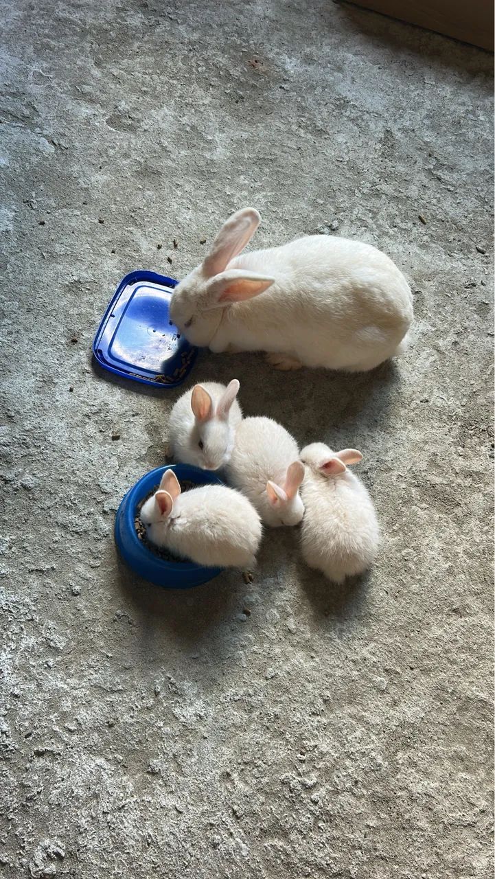 Vendo coelhos filhotes 
