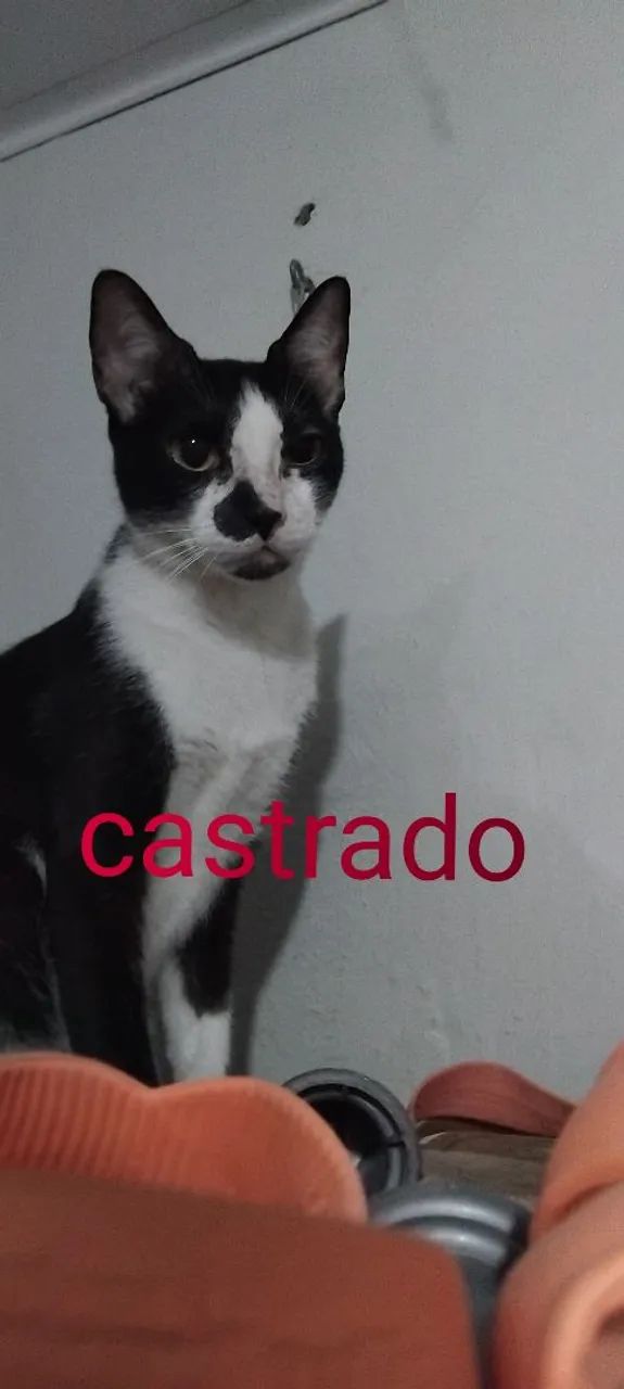 Gatos  castrado  - Foto 4