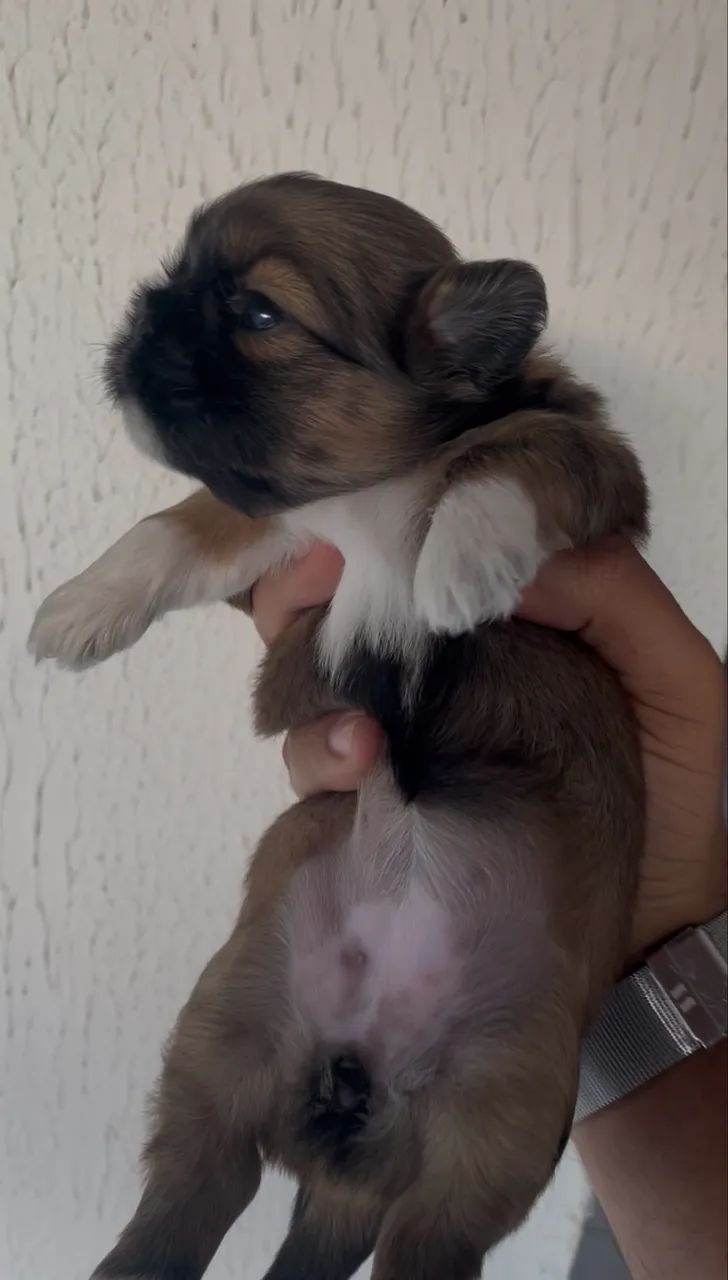Filhote de Shih tzu - Foto 2