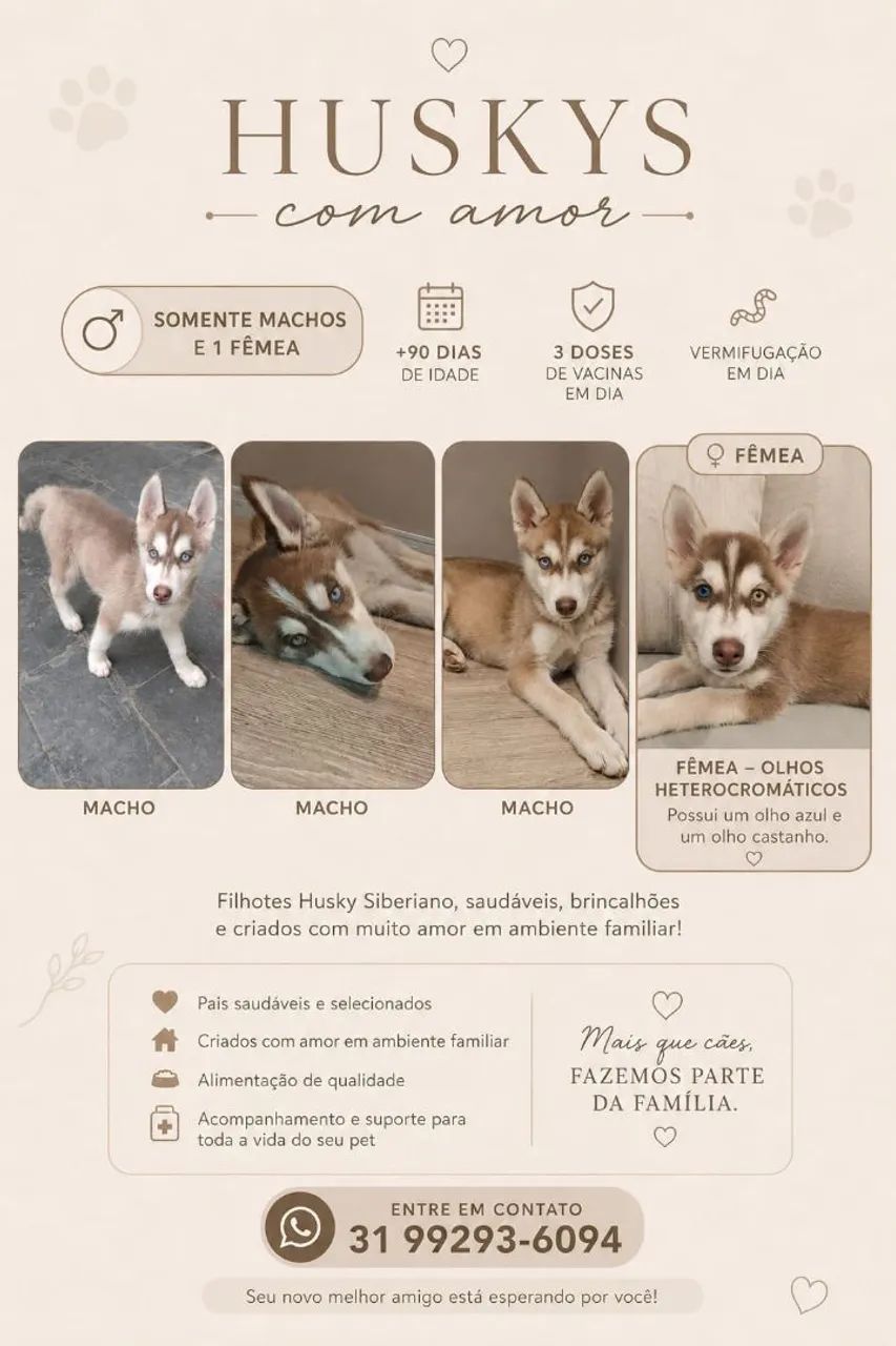 Filhotes de husky Siberiano 
