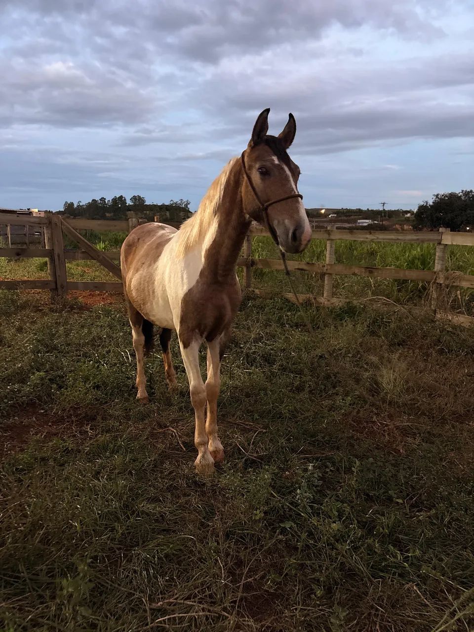 Vende se potro - Foto 2