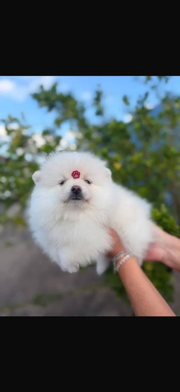 Spitz alemão  - Foto 3
