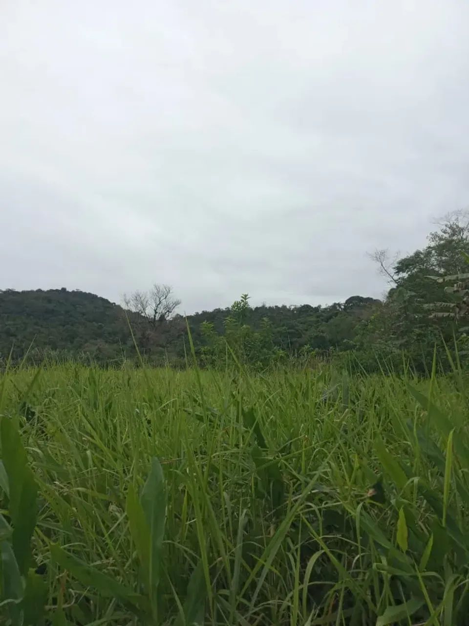 Sítio com 28 alqueires em Potinga - Guaraqueçaba