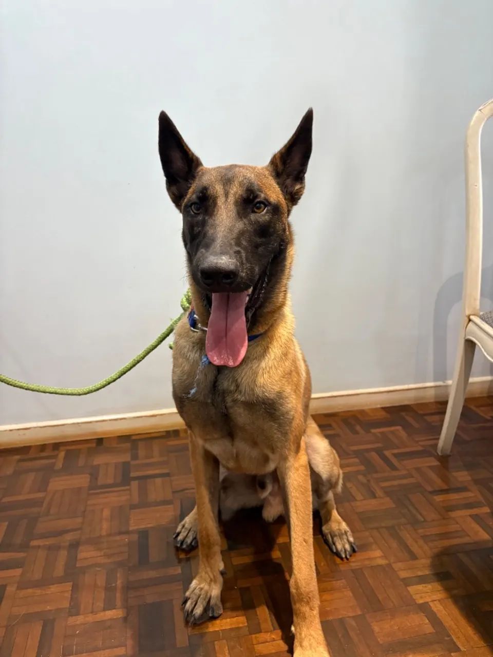 Doação Pastor Malinois