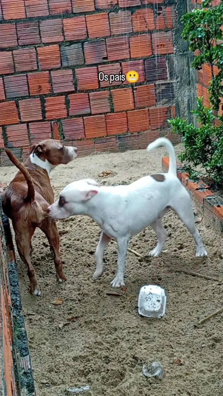Cachorro - Foto 4