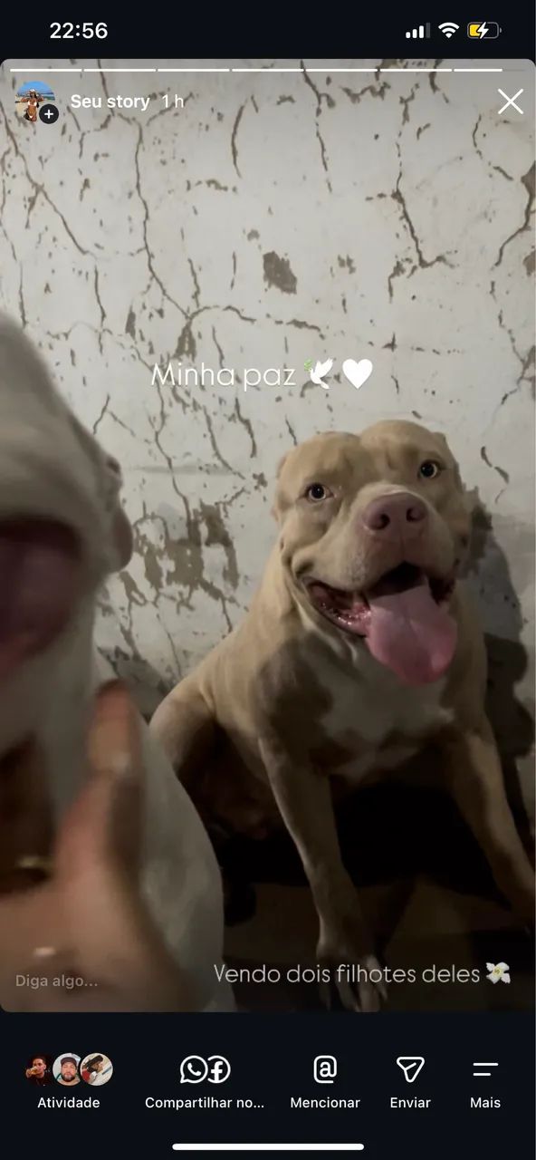 Filhote macho pitbull puro - Foto 3