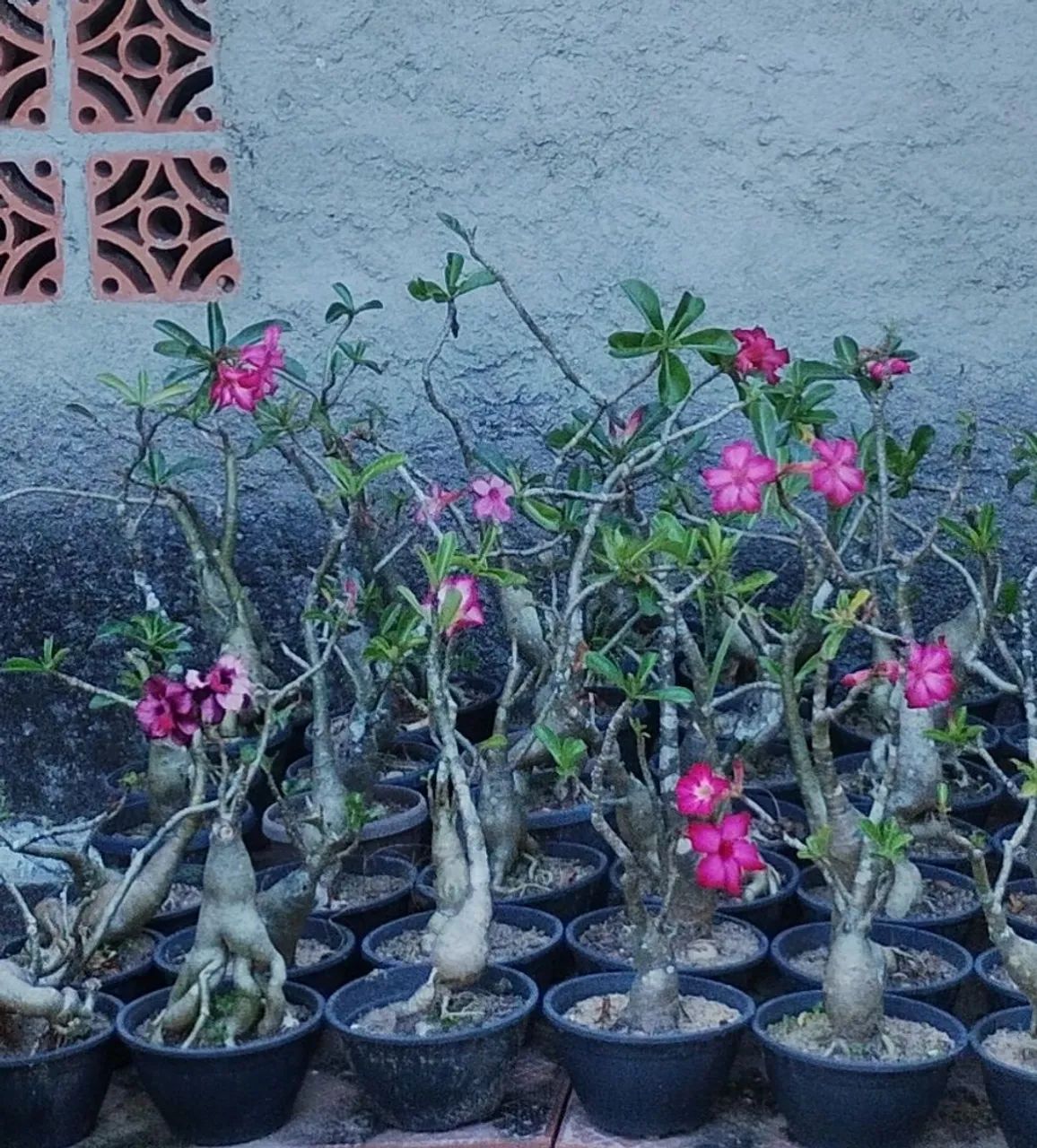 Rosa do Deserto  - Foto 2