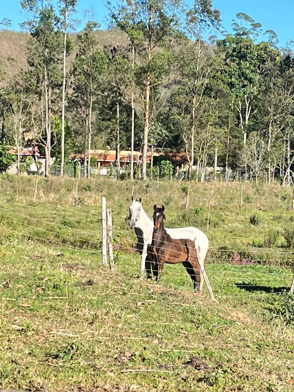 Potro macho  - Foto 2