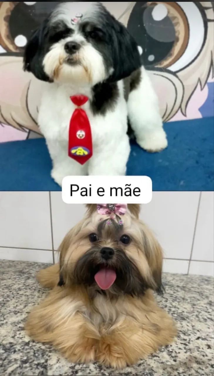 FILHOTES SHITSZU  - Foto 2