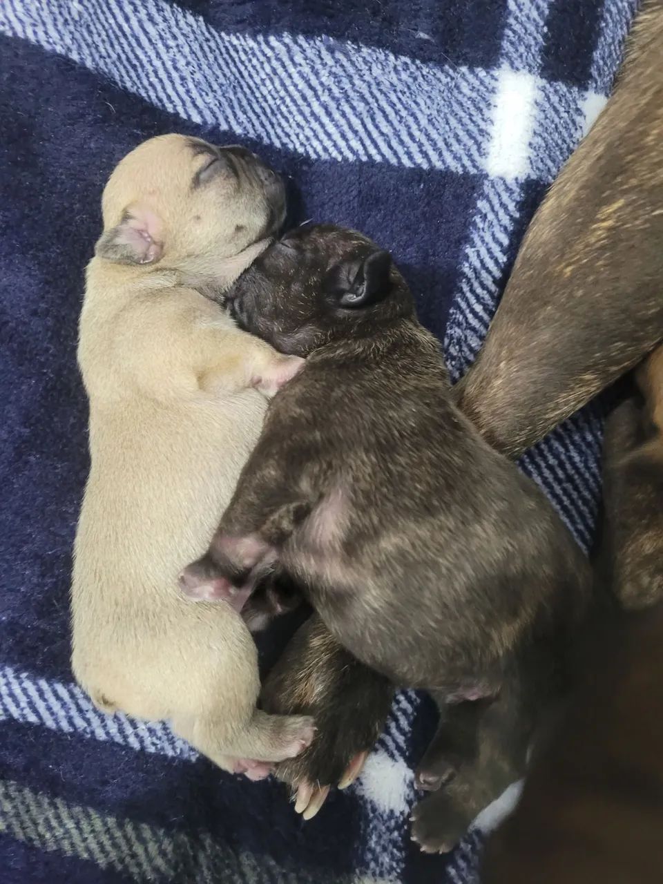 Filhotes de bulldog Francês 