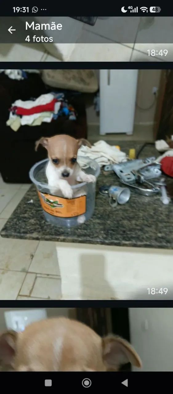 Cachorro pincher  - Foto 4