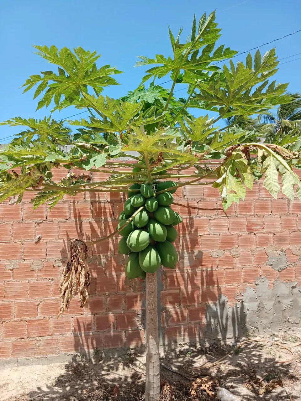  CHÁCARA À VENDA - POVOADO LAGOA REDONDA, PIRAMBU/SE  - Foto 4