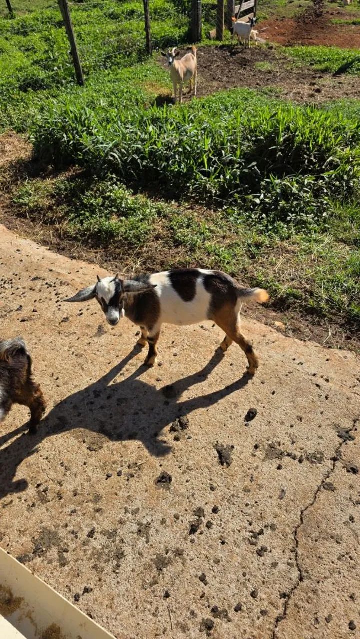 Mini Cabra/micro Cabra/ Goiânia  - Foto 3