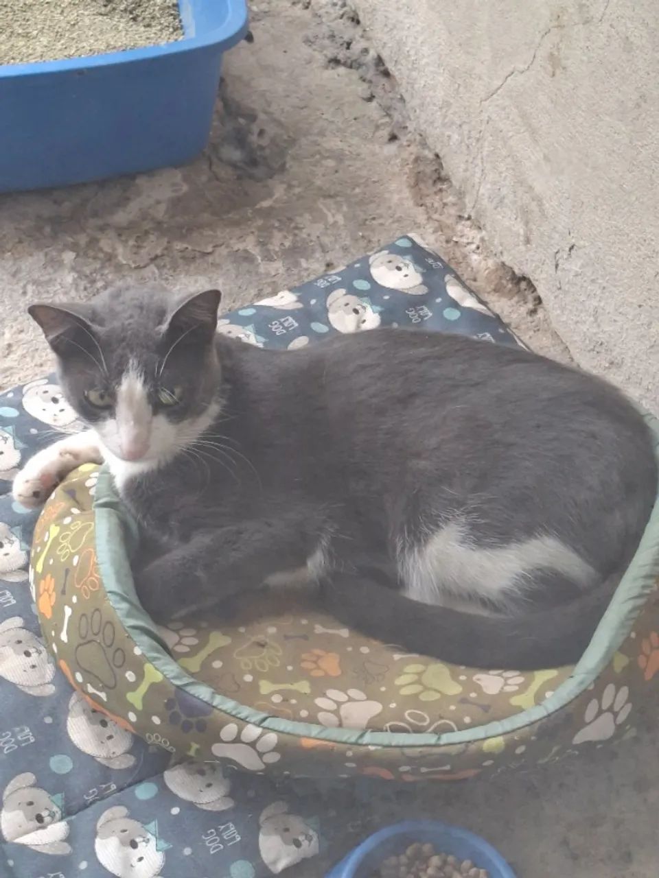 Dou gatinhos