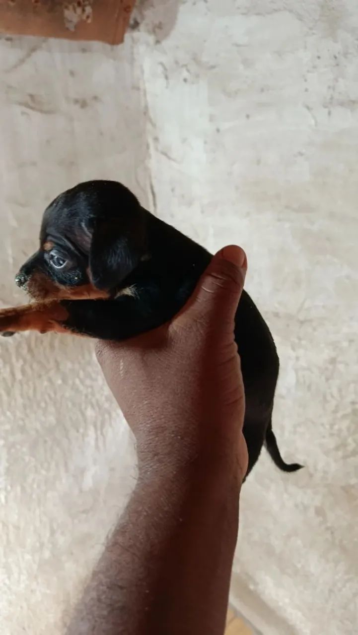 Pinscher  - Foto 3