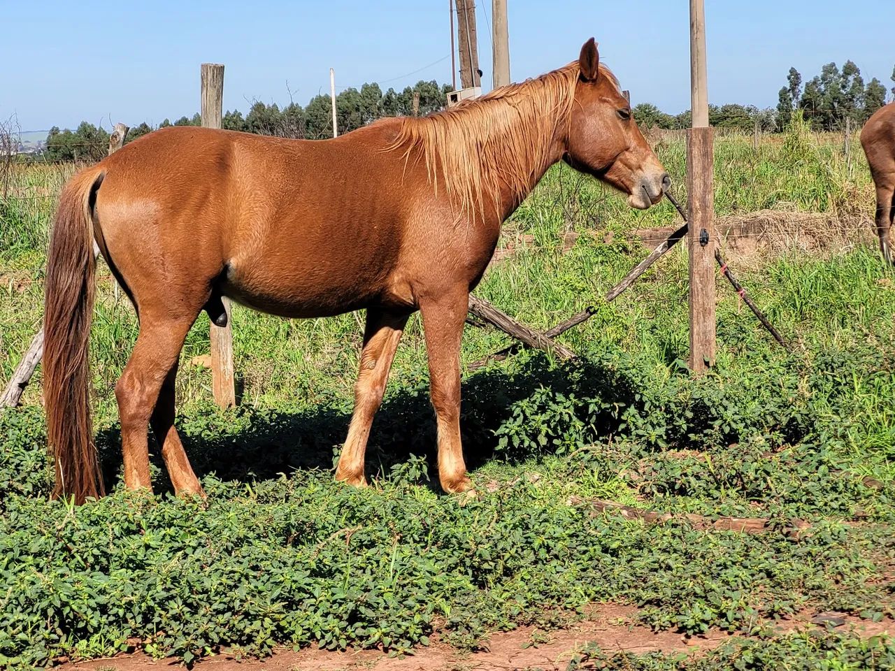 Cavalo  - Foto 4