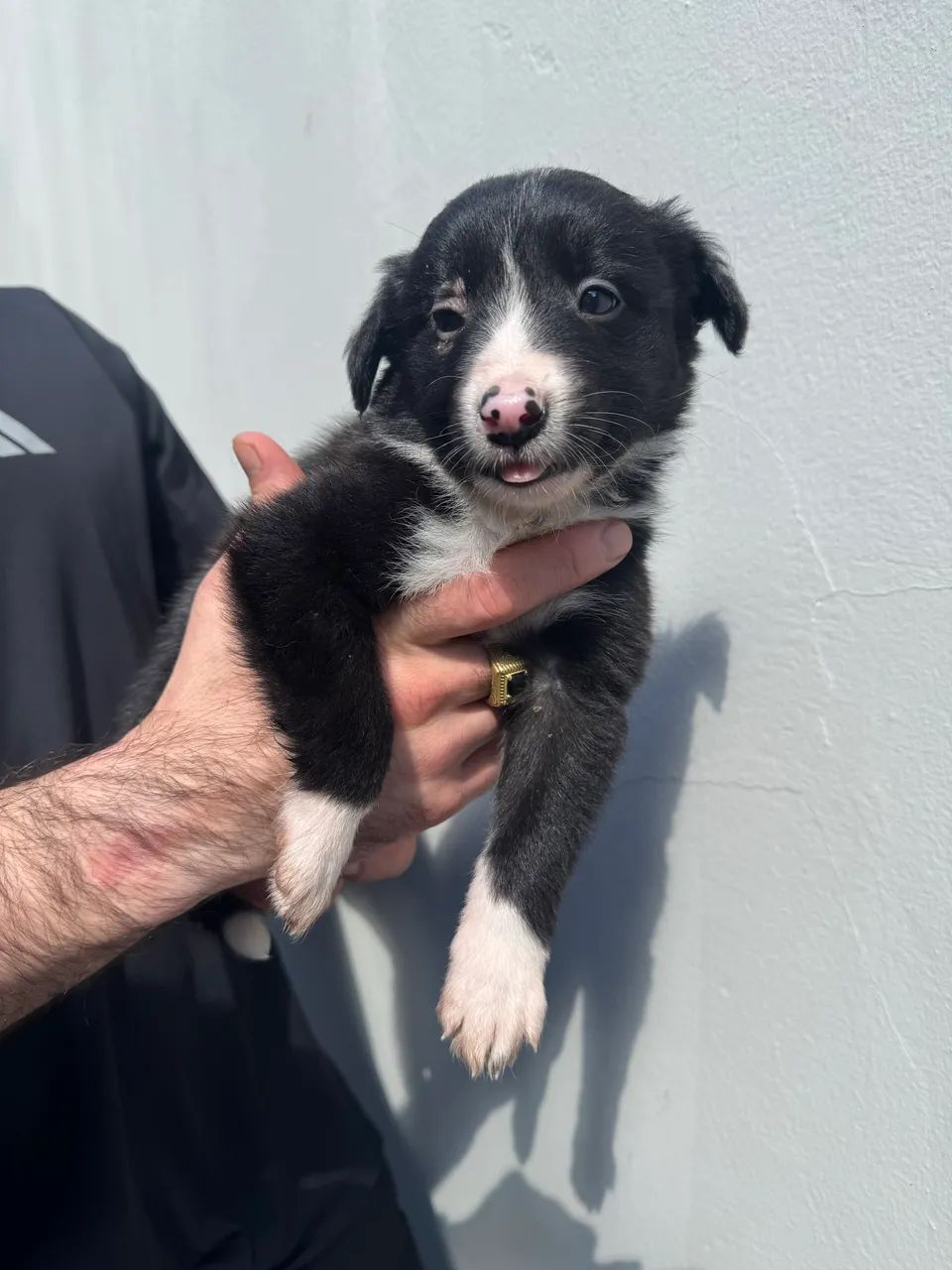 Border Collie - Foto 2