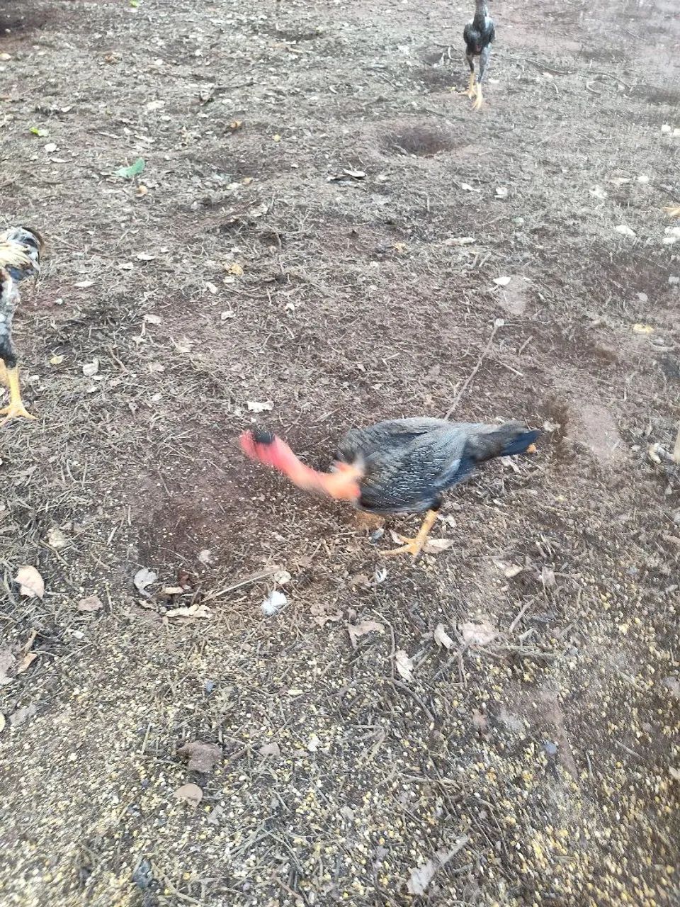 Vende-se galinhas, frangos, pintinhos, angolas e patos - Foto 6