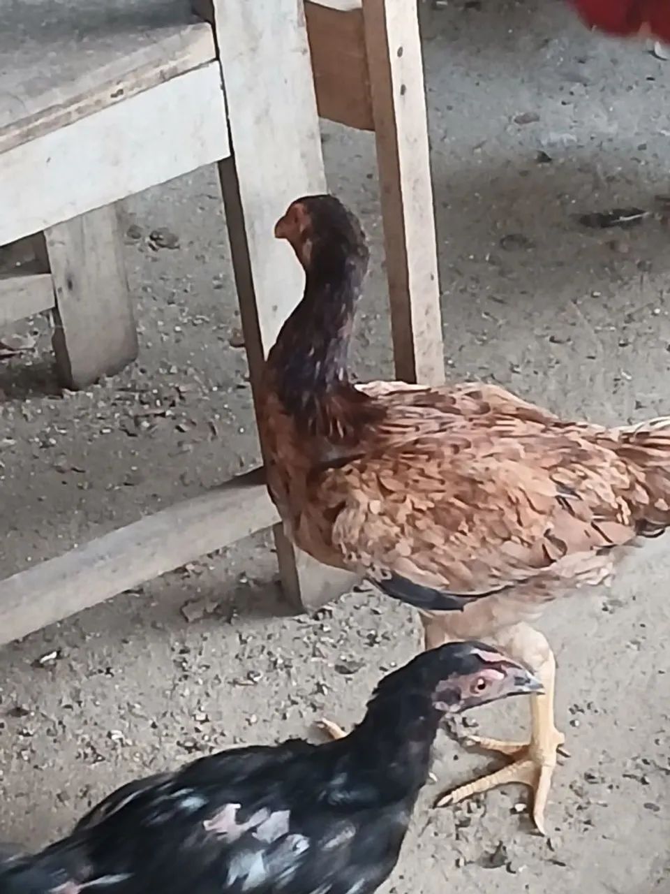 Vendo essas frangas e galinha  - Foto 3