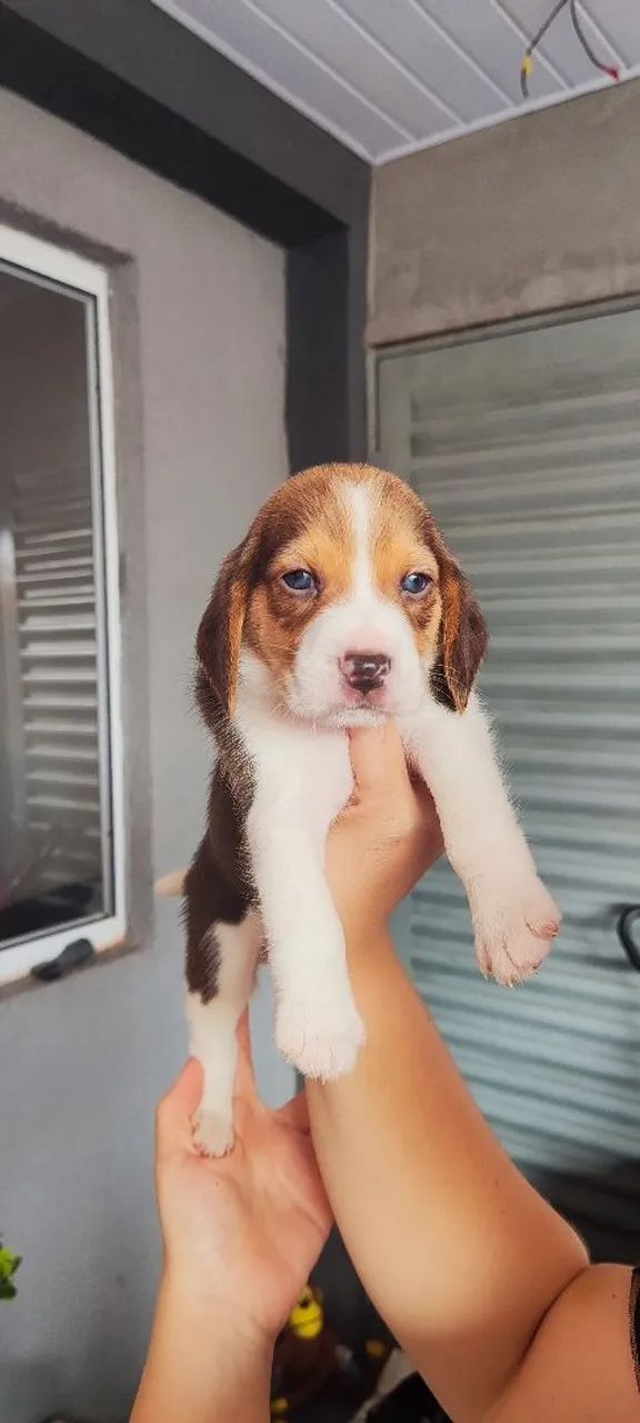 Filhote de Beagle  - Foto 2