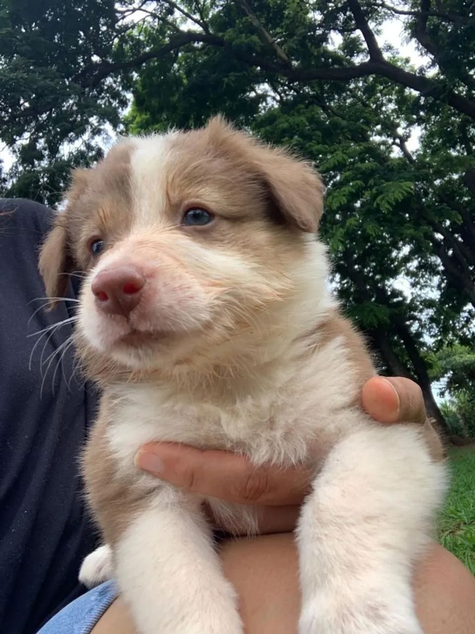 Border Collie  - Foto 2