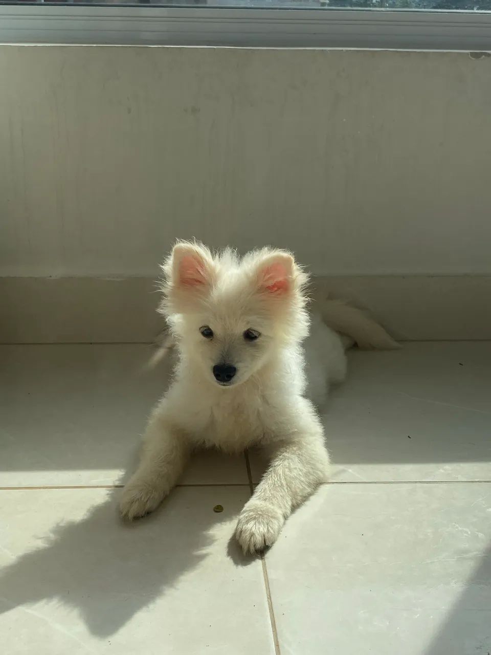 Spitz alemão macho 