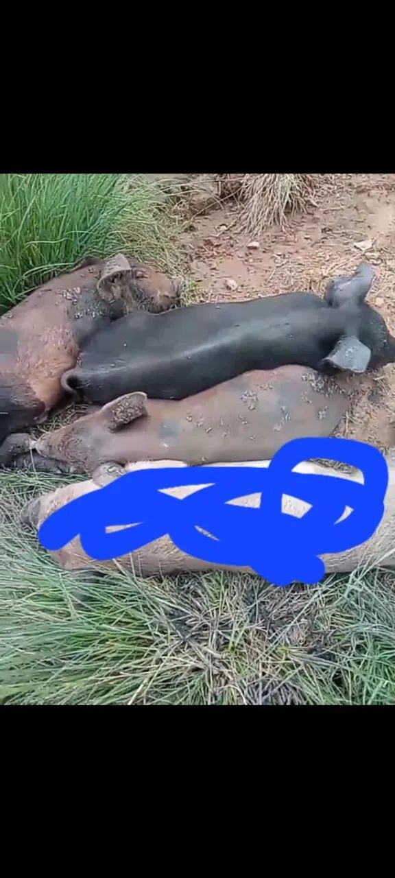 Lote de bicho barbada  - Foto 4