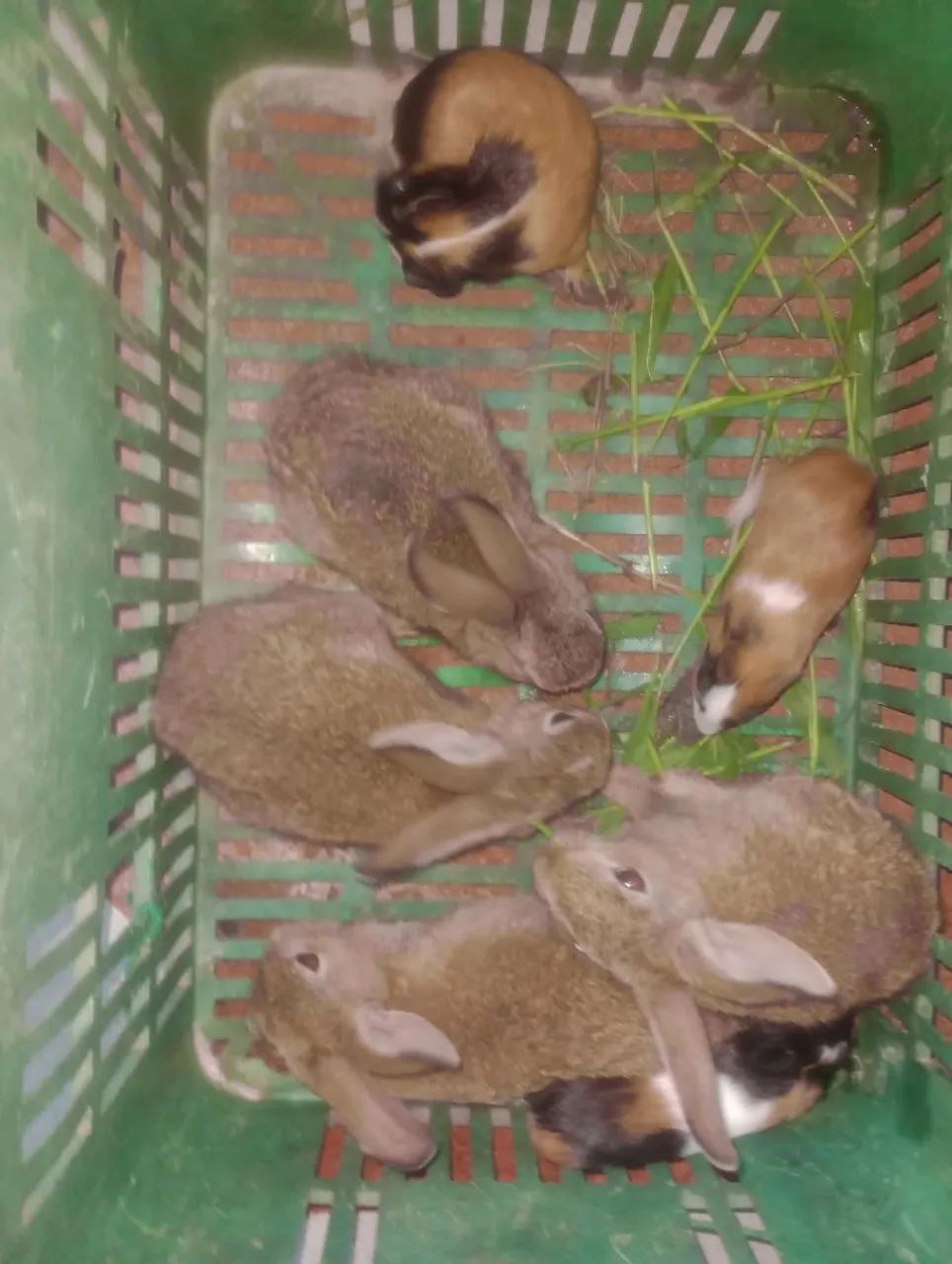 Porquinhos da índia 