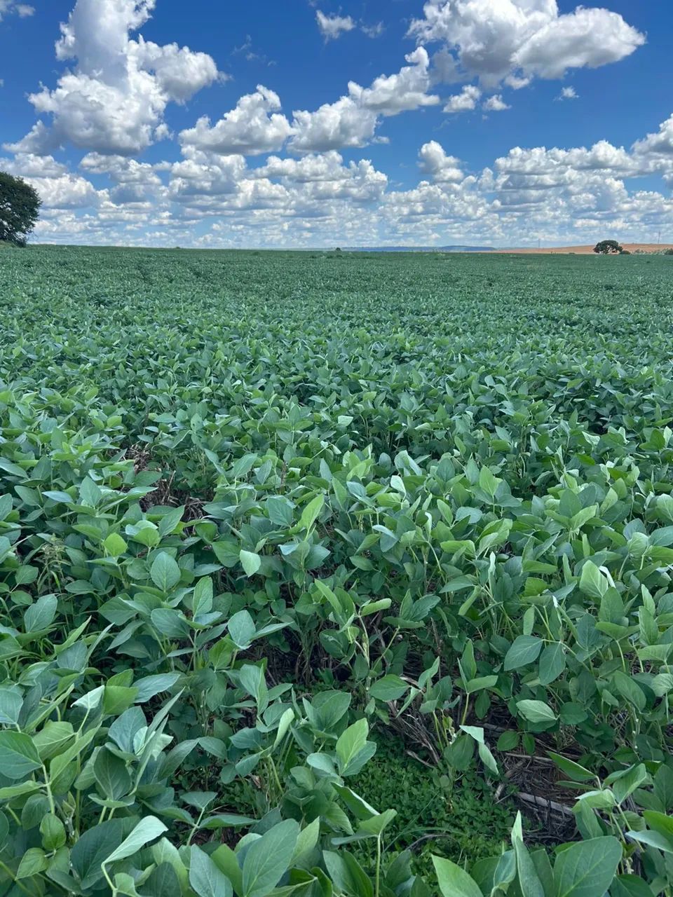 Fazenda a venda em Prata Mg  - Foto 2