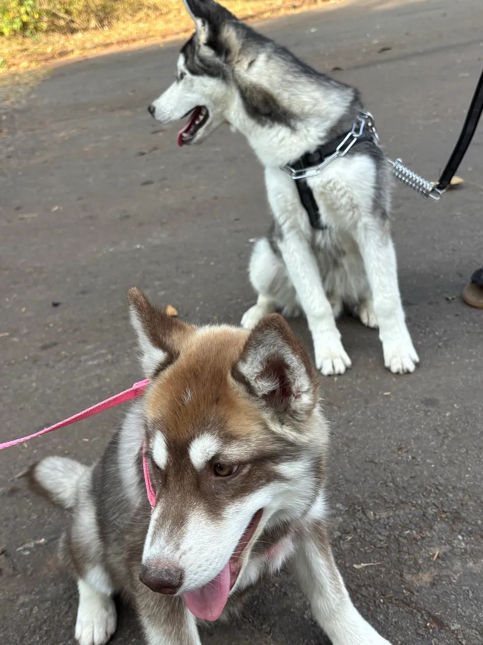 Husky  - Foto 3
