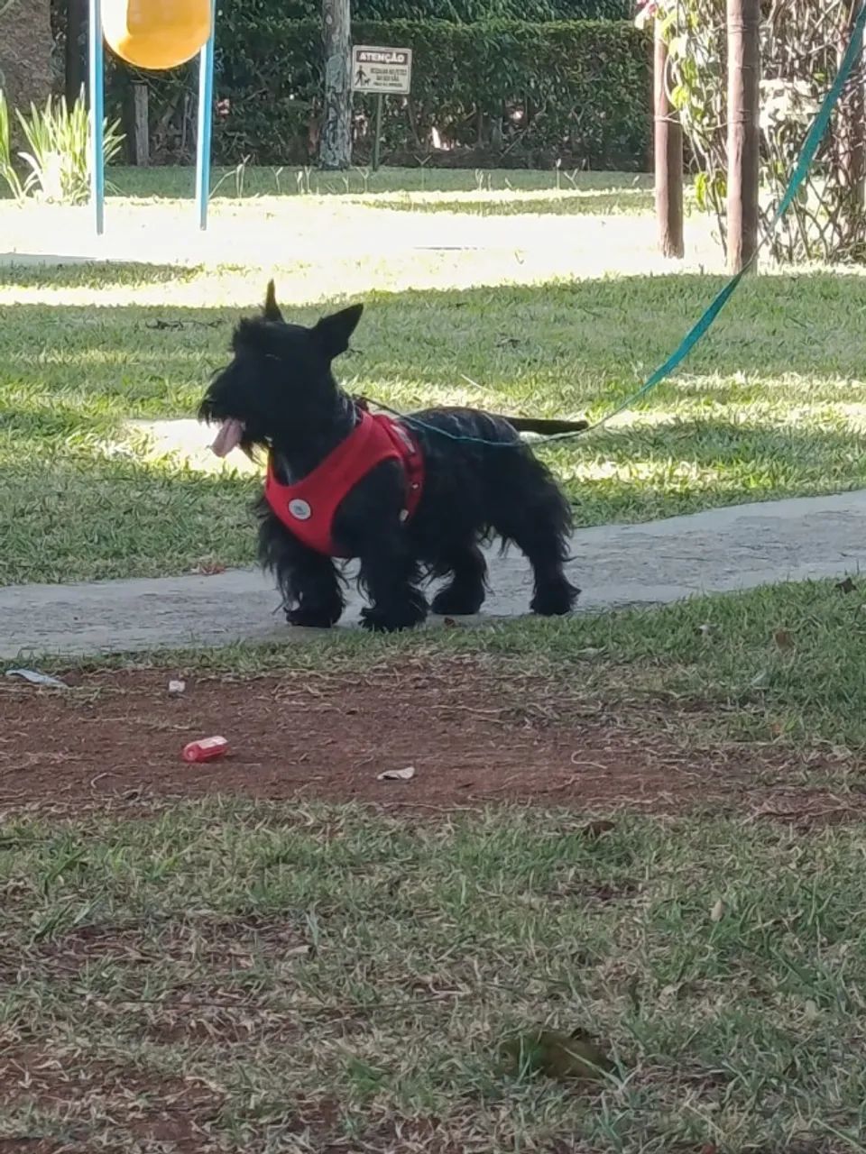 scottish terrier - Foto 3