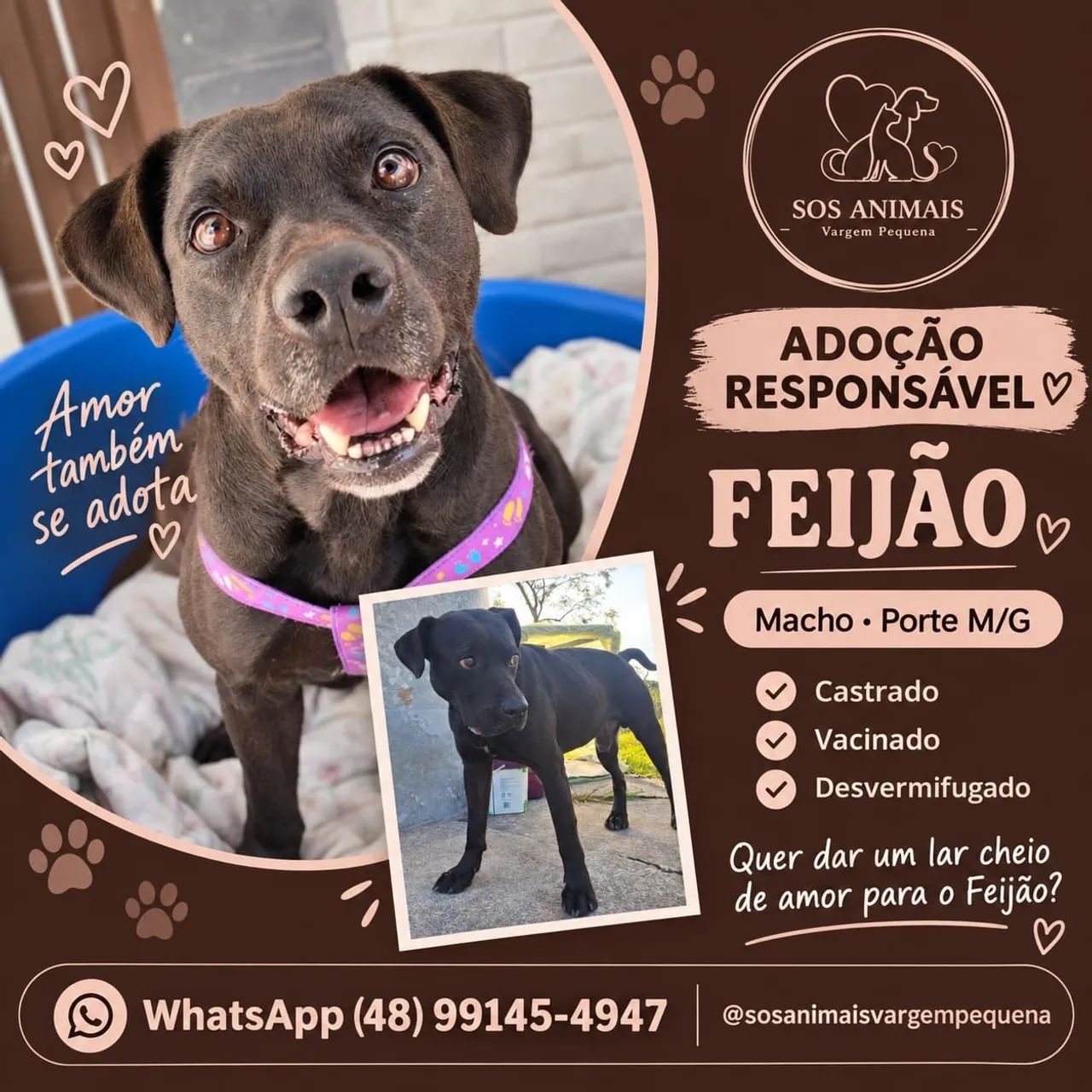 Adoção cachorro - Feijão  - Foto 4